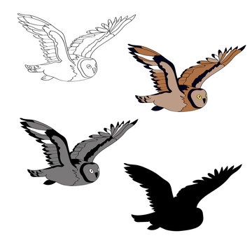 Vector illustration, an image of a flying owl. Black line, black and white and gray spots, black silhouette, color image.