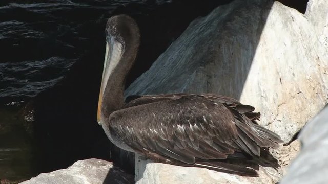 A pelican resting on rocks in shade near Arica, Chile