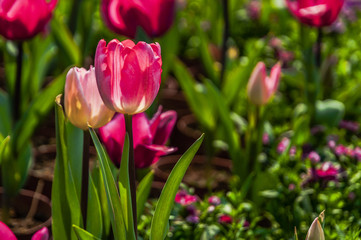 Beautiful tulips flower closeup in garden