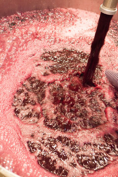 vendange vinification vin