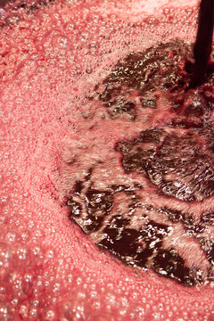 vendange vinification vin