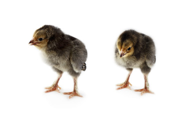 Pair of new born baby chicks, Buff Brahmas, isolated on a white background with light shadow. Extreme depth of field with selective focus on chick in foreground.