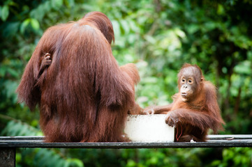 Naklejka premium Orangutan and Her Baby
