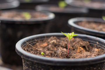 young marigold flower in flowerpot