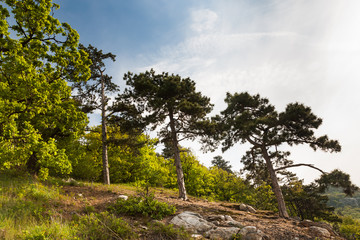 Pine growing on rocks against the blue sky