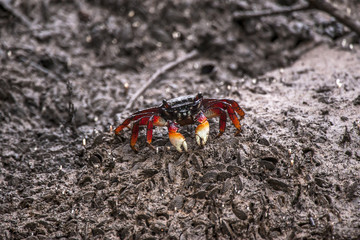Aratu-vermelho (Goniopsis cruentata) | Mangrove root crab  photographed in Vitoria, Espírito Santo - Southeast of Brazil. Atlantic Forest Biome.