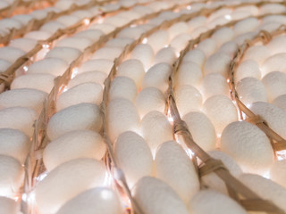 white silk cocoons