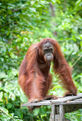 Orangutan
