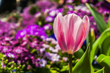 Obraz premium Beautiful tulips flower closeup in garden