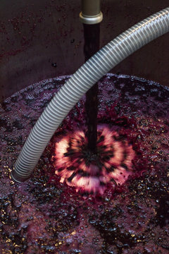 vendange vinification vin