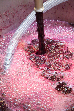 vendange vinification vin