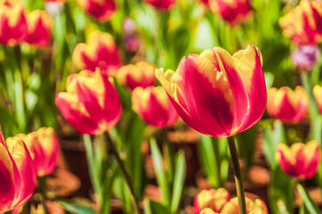 Beautiful tulips flower closeup in garden