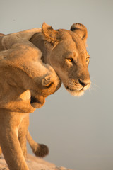cub playing with mother, Lion pride, Chobe National Park, Botswana