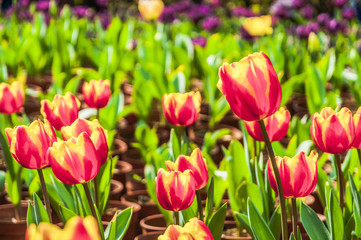 Beautiful tulips flower closeup in garden