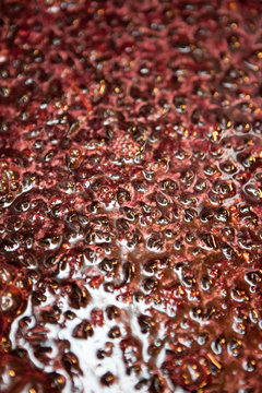 vendange vinification vin
