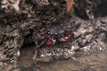 Aratu-vermelho (Goniopsis cruentata) | Mangrove root crab  photographed in Vitoria, Espírito Santo - Southeast of Brazil. Atlantic Forest Biome.