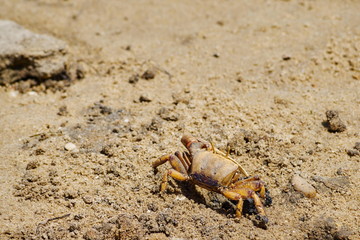 Krabbe im Sand