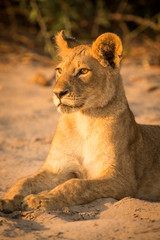 Naklejka premium Lion pride, Chobe National Park, Botswana