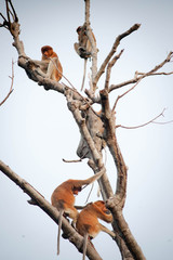 The proboscis monkey (Nasalis larvatus) or long-nosed monkey, known as the bekantan in Indonesia, is a reddish-brown arboreal Old World monkey with an unusually large nose.