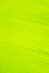 Green banana leaf texture and background