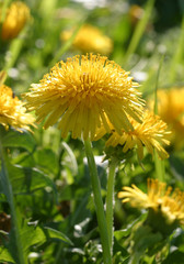 Gewöhnlicher Löwenzahn (Taraxacum sect. Ruderalia)