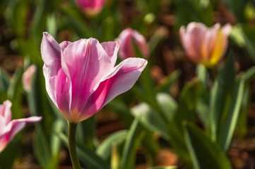 Obraz na płótnie Canvas Beautiful tulips flower closeup in garden