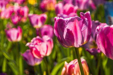 Beautiful tulips flower closeup in garden