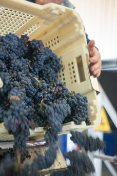 vendange vinification vin