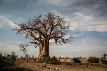 Naklejka na ściany i meble African Baobab, Chobe National Park, Botswana