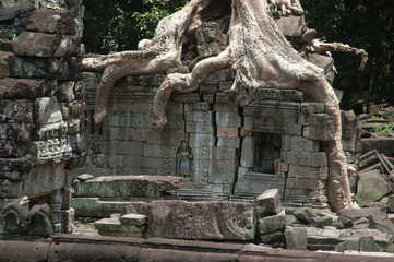 Fototapeta na wymiar Khmer-Tempel Ta Prohm überwuchert von Würgefeigen