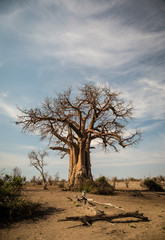 African Baobab, Chobe National Park, Botswana