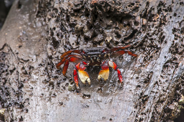 Aratu-vermelho (Goniopsis cruentata) | Mangrove root crab  photographed in Vitoria, Espírito Santo - Southeast of Brazil. Atlantic Forest Biome.