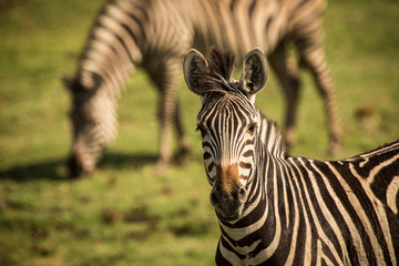 Zebras, Chobe National Park, Botswana