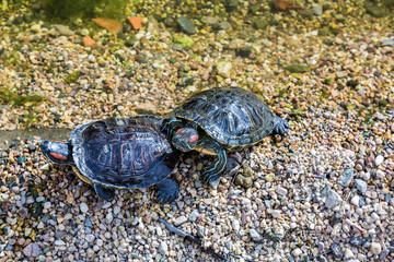 Waterfowl turtle of medium size on the pebbled shore of the pond
