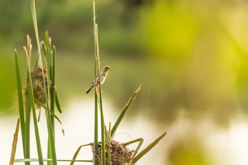 Bird's nest near the river and female