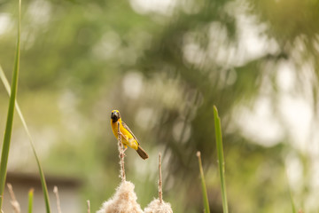 Beautiful yellow bird.(Asian Golden Weaver)
