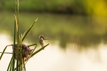 Bird's nest near the river and female