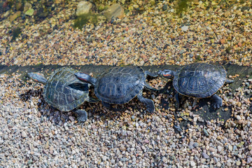 Waterfowl turtle of medium size on the pebbled shore of the pond
