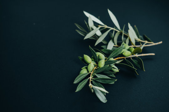 Closeup Olive Branch On Black Background. Space For Text