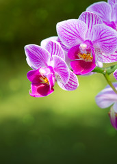 Obraz premium A close up of a pink orchid with water drops.