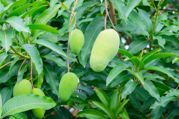 Green mangoes on tree with green leaves. Selective focus.