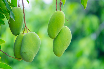 Green mangoes on tree with green leaves. Selective focus.
