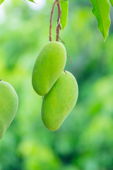Green mangoes on tree with green leaves. Selective focus.