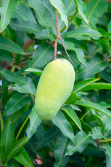 Green mangoes on tree with green leaves. Selective focus.