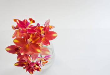 Orchid flower in glass jar. Natural color with pastel pink, yellow in colorful rainy season.