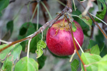 ripe apples before harvesting damaged by hail stones