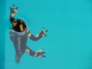 Obraz na płótnie Canvas Feuersalamander schwimmt in türkisblauem Wasser im Pool – mit Copyspace