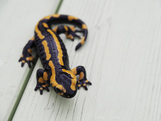 Feuersalamander auf weißlackiertem Holztisch