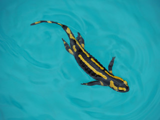 Feuersalamander schwimmt in türkisblauem Wasser im Pool – mit Copyspace