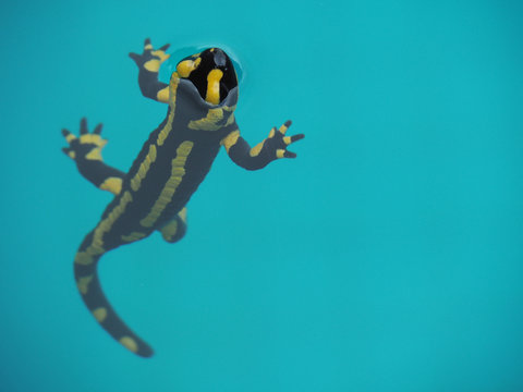 Feuersalamander schwimmt in t&uuml;rkisblauem Wasser im Pool &ndash; mit Copyspace